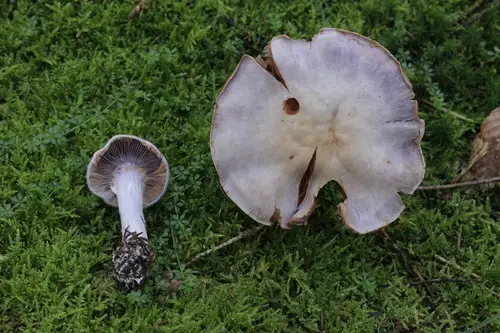 Goatcheese Webcap (Cortinarius camphoratus), photo