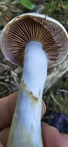 Cortinarius caninus (Cortinarius caninus), photo