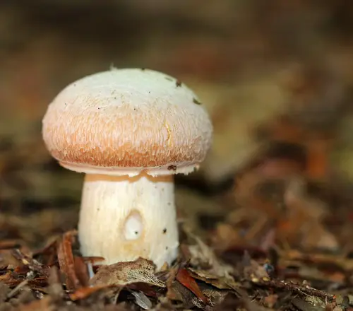 The Gypsy (Cortinarius caperatus), photo