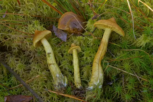 Cortinarius chrysolitus (Cortinarius chrysolitus), photo