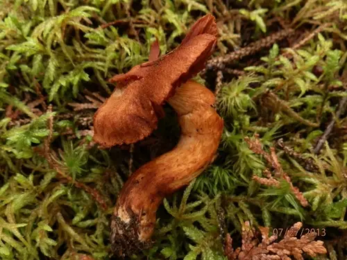 Cinnabar Webcap (Cortinarius cinnabarinus), photo