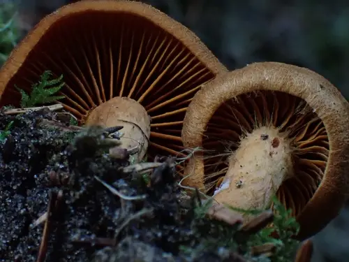 Cinnamon Webcap (Cortinarius cinnamomeus), photo