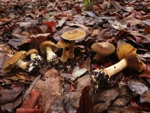 Cortinarius clandestinus (Cortinarius clandestinus), photo