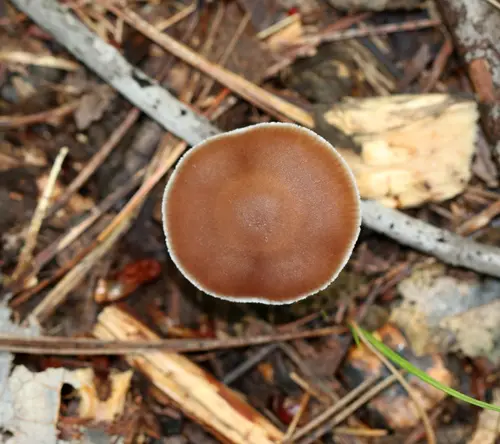 Blue-Girdled Webcap (Cortinarius collinitus), photo