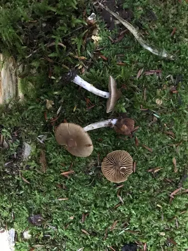 Cortinarius comptulus (Cortinarius comptulus), photo