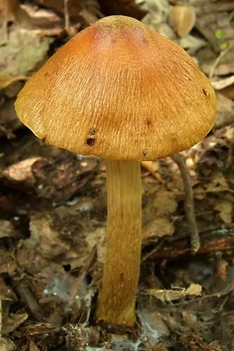 Wrinkled Cortinarius (Cortinarius corrugatus), photo