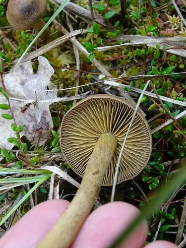 Saffron Webcap (Cortinarius croceus), photo