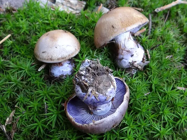 Blushing Webcap (Cortinarius cyanites), photo