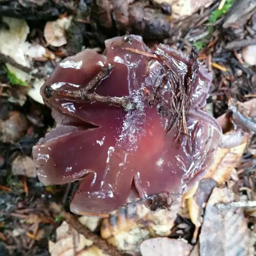 Cortinarius cylindripes (Cortinarius cylindripes), photo