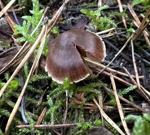 Cortinarius decipiens (Cortinarius decipiens), photo