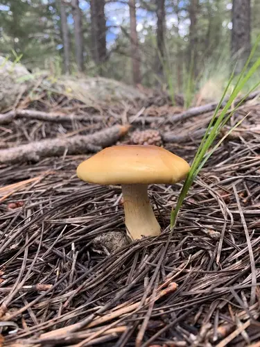 Yellow Webcap (Cortinarius delibutus), photo