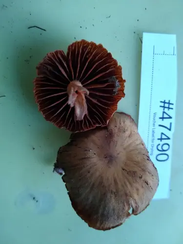 Webcaps (Cortinarius distans), photo