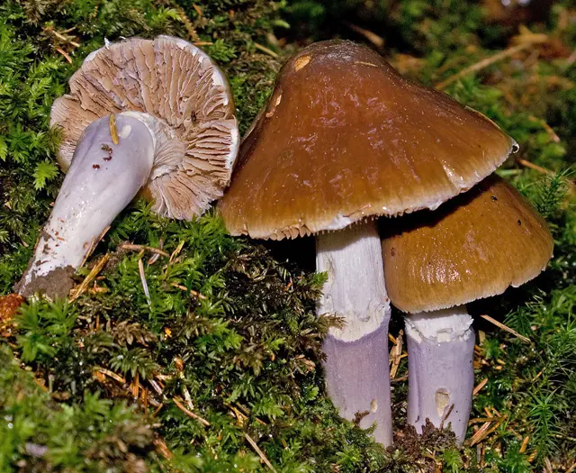 Tall Webcap (Cortinarius elatior), photo