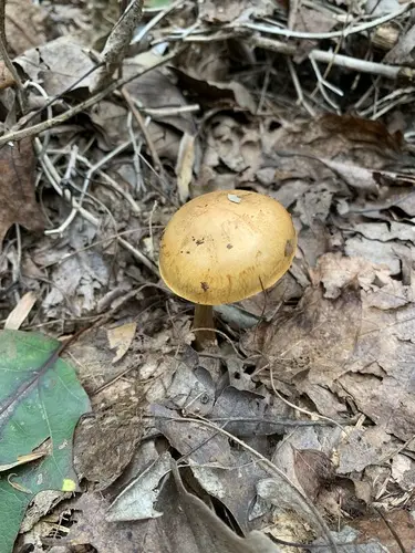 Cortinarius elegantoides (Cortinarius elegantoides), photo