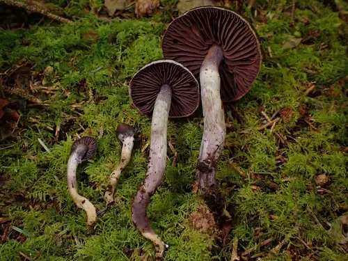 Silky Webcap (Cortinarius evernius), photo