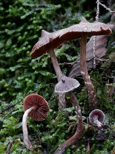 Pine Pelargonium Webcap (Cortinarius flexipes), photo