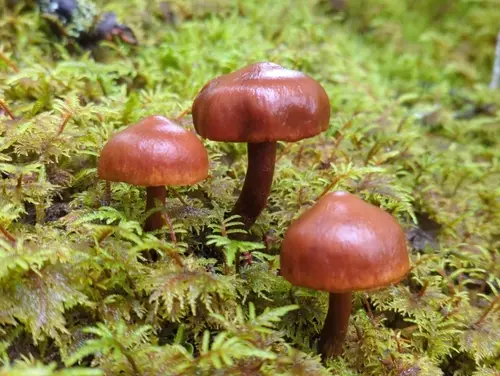 Conifer Webcap (Cortinarius gentilis), photo