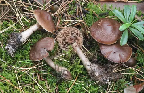 Cortinarius glandicolor (Cortinarius glandicolor), photo