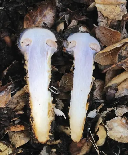 Slimy-Girdled Cort (Cortinarius glutinosoarmillatus), photo