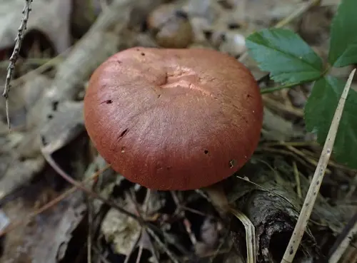 Cortinarius harrisonii (Cortinarius harrisonii), photo