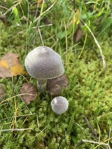 Frosty Webcap (Cortinarius hemitrichus), photo
