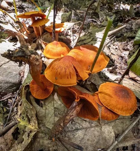 Cortinarius hesleri (Cortinarius hesleri), photo