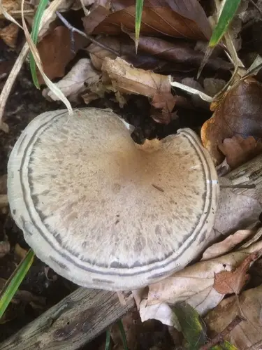 Bitter Olive Cort (Cortinarius infractus), photo