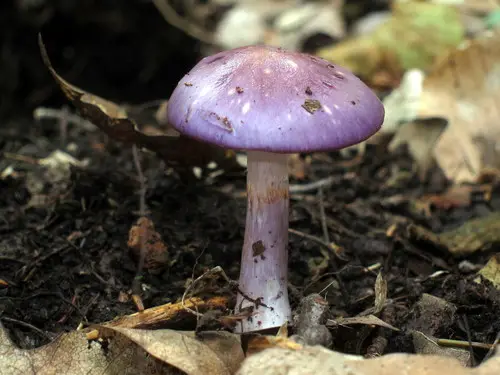 Spotted Cort (Cortinarius iodes), photo
