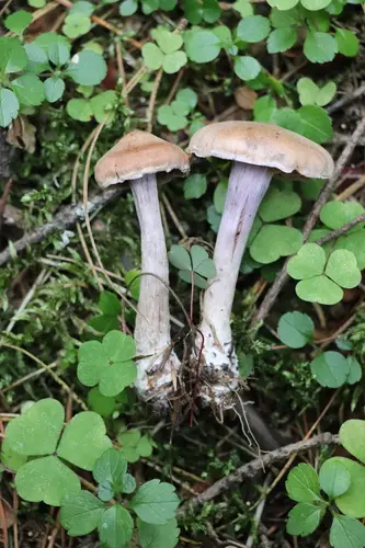 Woolly Webcap (Cortinarius laniger), photo