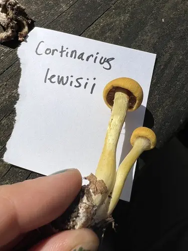Cortinarius lewisii (Cortinarius lewisii), photo