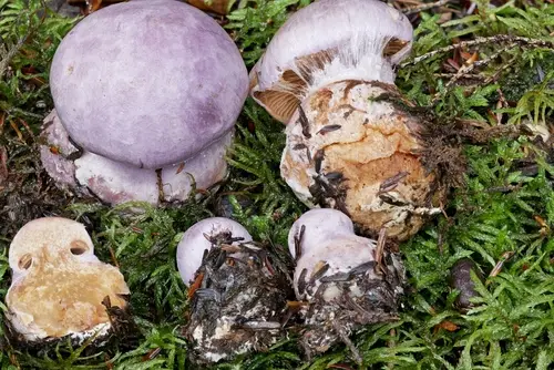 Cortinarius lilacinus (Cortinarius lilacinus), photo
