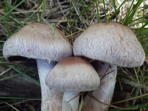 Cortinarius lucorum (Cortinarius lucorum), photo