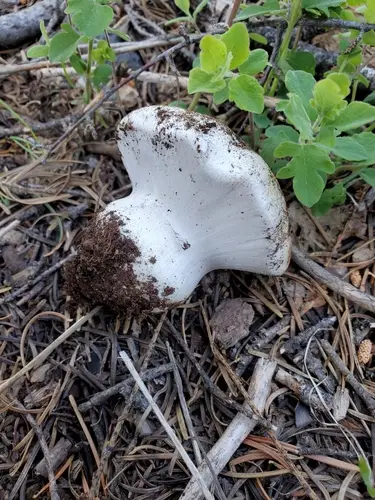 Thick-Veiled Cortinarius (Cortinarius magnivelatus), photo