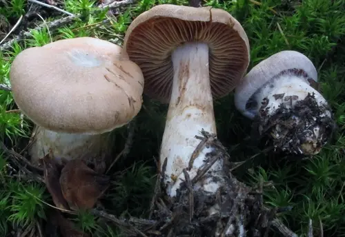 Cortinarius malachius (Cortinarius malachius), photo