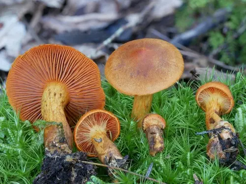 Saffron-Colored Cort (Cortinarius malicorius), photo