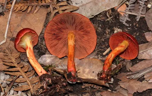 Blood-Red Cort (Cortinarius marylandensis), photo