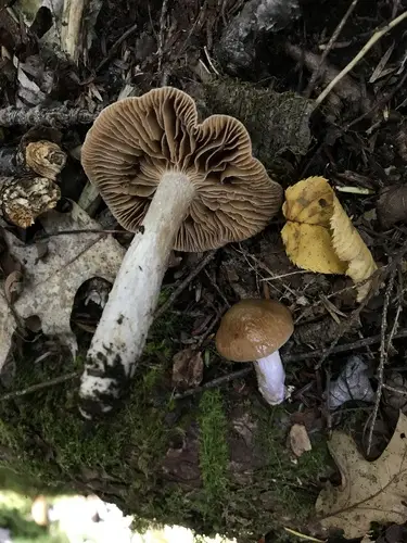 Slimy Webcap (Cortinarius mucifluus), photo