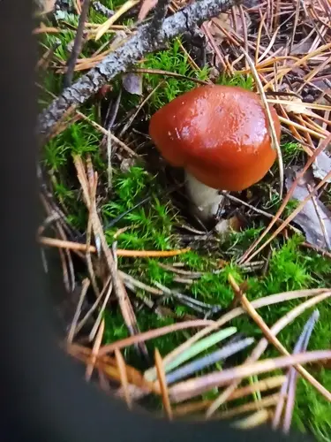 Orange Webcap (Cortinarius mucosus), photo