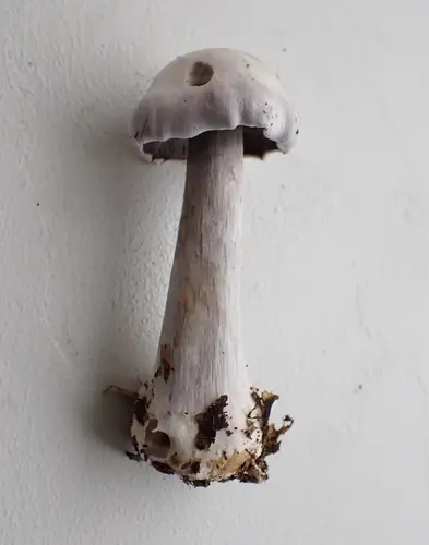 Cortinarius obliquus (Cortinarius obliquus), photo