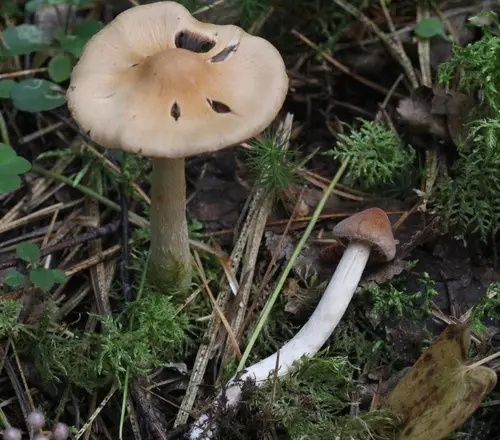 Blunt Webcap (Cortinarius obtusus), photo