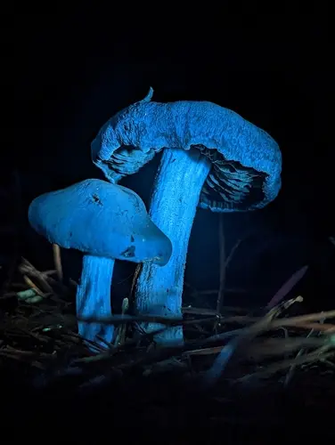 Cortinarius ohlone (Cortinarius ohlone), photo