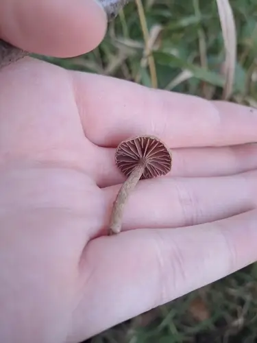 Cortinarius olivaceofulvus (Cortinarius olivaceofulvus), photo