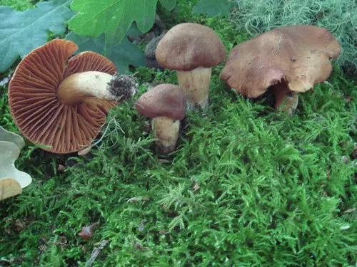 Fool's Webcap (Cortinarius orellanus), photo