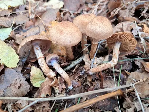 Scaly Webcap (Cortinarius pholideus), photo