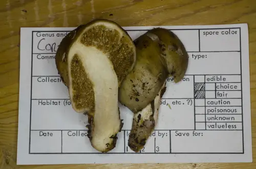 Cortinarius pinguis (Cortinarius pinguis), photo
