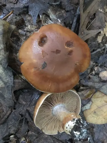 Cortinarius privignoides (Cortinarius privignoides), photo