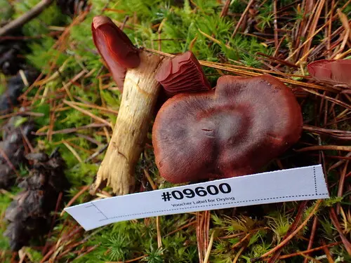 Imperial Webcap (Cortinarius purpureus), photo