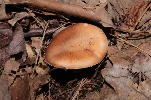 Cortinarius quercophilus (Cortinarius quercophilus), photo