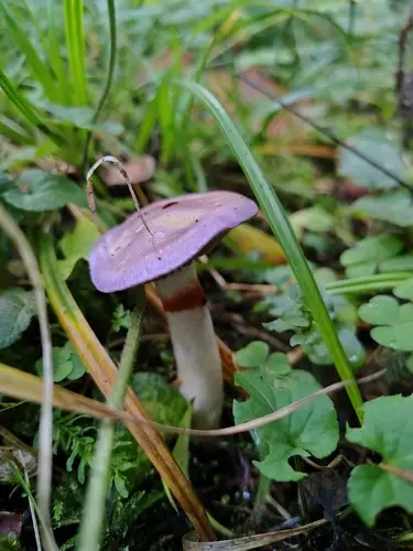 Cortinarius salor (Cortinarius salor), photo