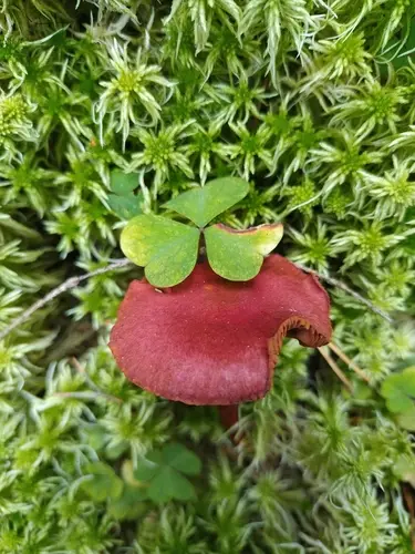 Bloodred Webcap (Cortinarius sanguineus), photo
